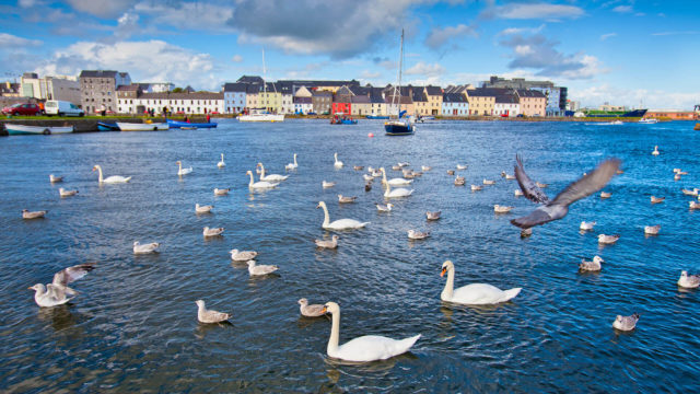 galway-swans-01